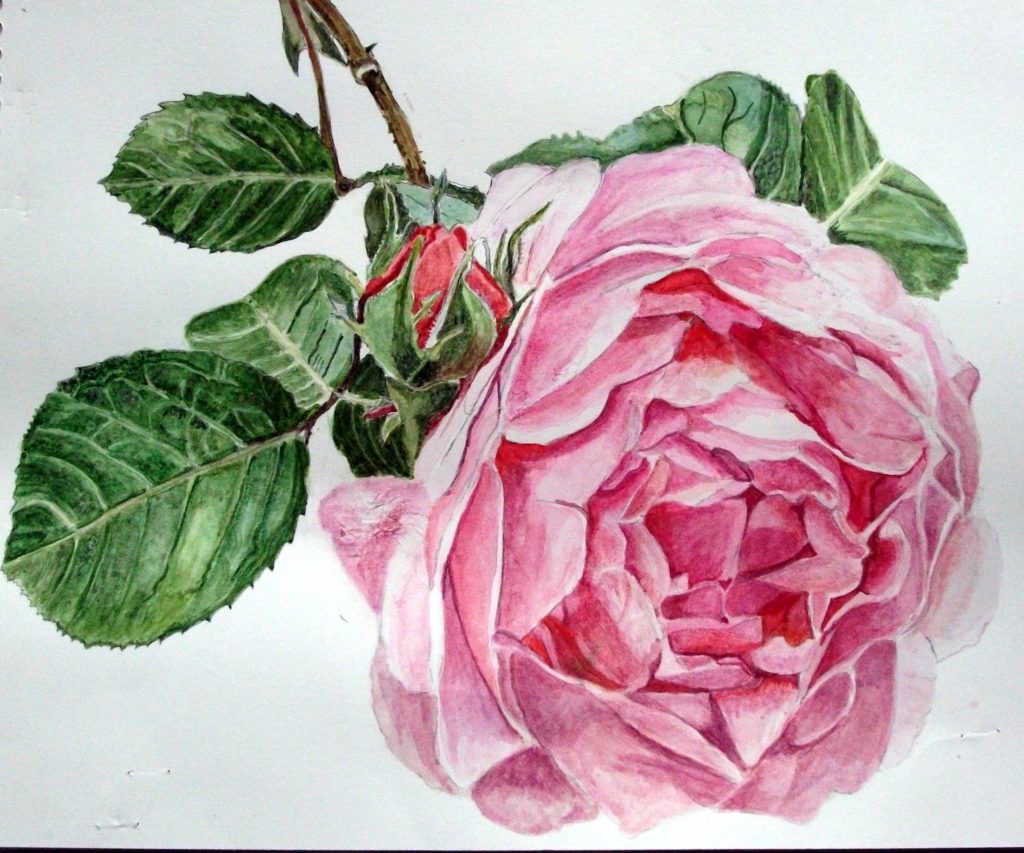 初心者が描く薔薇の水彩画 (花) 初心者がはじめて描く細密画 Watercolor jp art