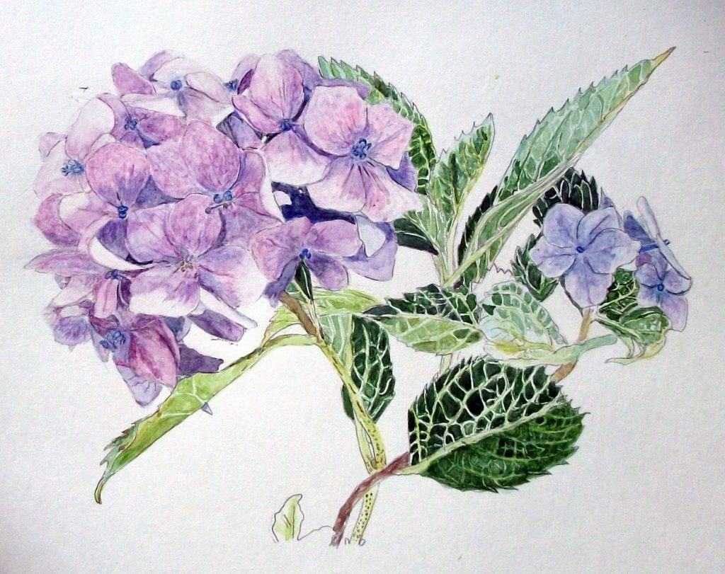 水彩画 紫陽花