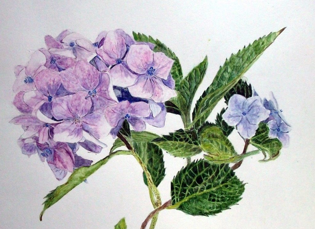 水彩画 紫陽花