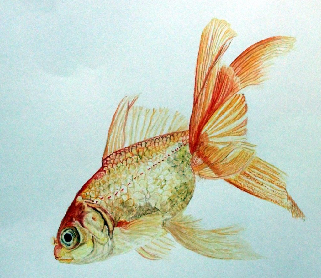 水彩画 金魚