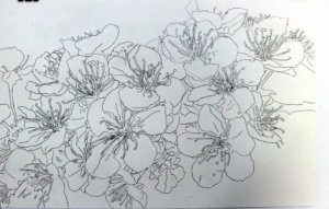 桜を細密画で描くcherry Blossom Branch 初心者がはじめて描く細密画