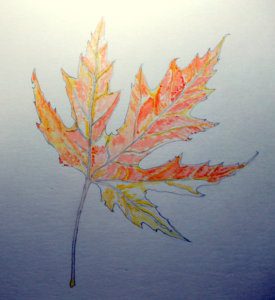 
紅葉の水彩画