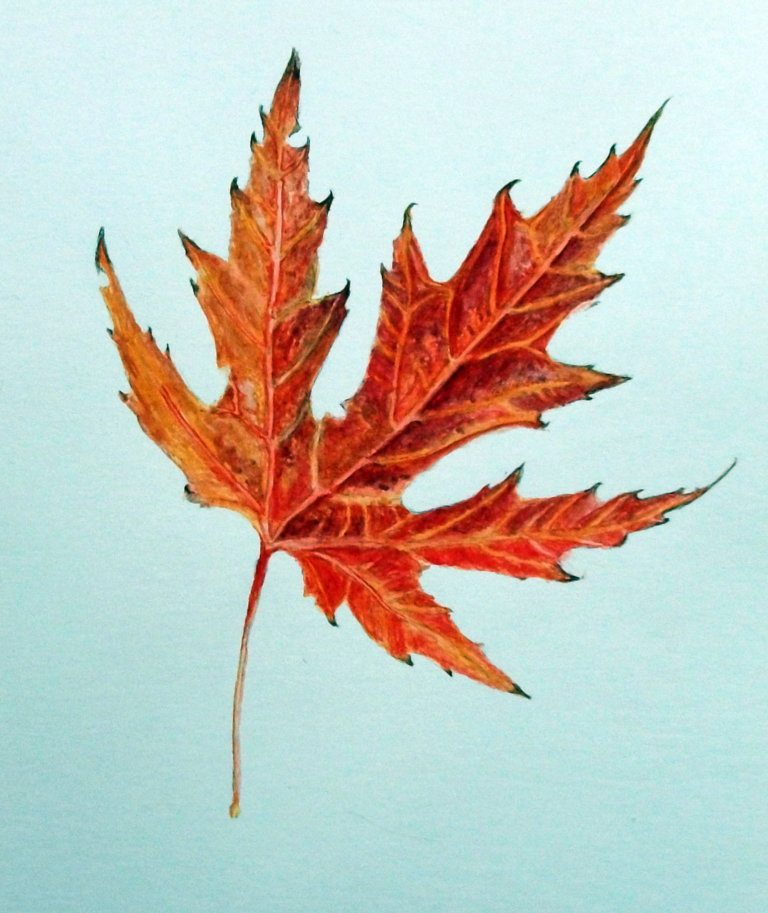 紅葉の水彩画